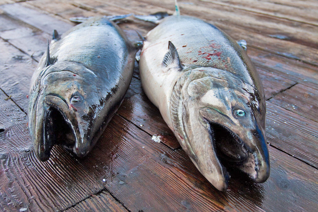 Salmon secondary